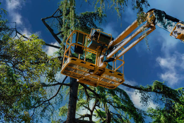 The Steps Involved in Our Tree Care Process in North Miami, FL